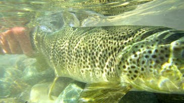 Is Back-to-Belly the Trout Measurement that Matters Most?