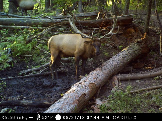 Check out this big ole bull that showed up at the wallow! I'll post several photos I got of him, because he's impressive from so many angles!