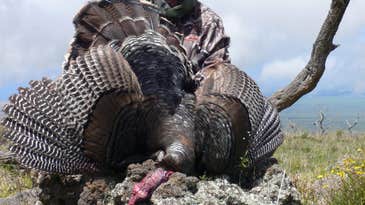 Trip Report: Hunting Turkeys on Hawaii’s Big Island