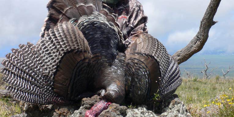 Trip Report: Hunting Turkeys on Hawaii’s Big Island