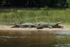 Crocodiles lounging on river banks