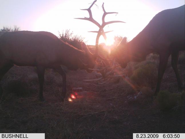 I GOT THIS PIC THE SECOND TIME I CHECKED MY NEW BUSHNELL TROPHY CAM, AND THAN WENT ON TO HARVEST THE LARGER OF THE TWO BULLS A FEW WEEKS LATER.