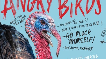 Angry Birds: Six Ways to Tick Off—and Tag—Pissed-Off Gobblers