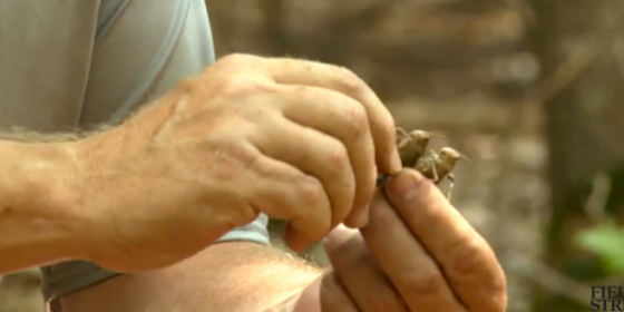 Video: How to Cook and Eat Grasshoppers