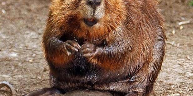 Beaver Attack Sends Kayaker to the Hospital