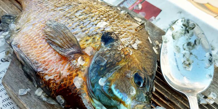 How to Scale Panfish