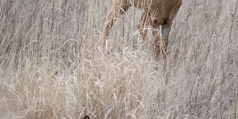 Find November Bucks by Looking Where They’re Looking