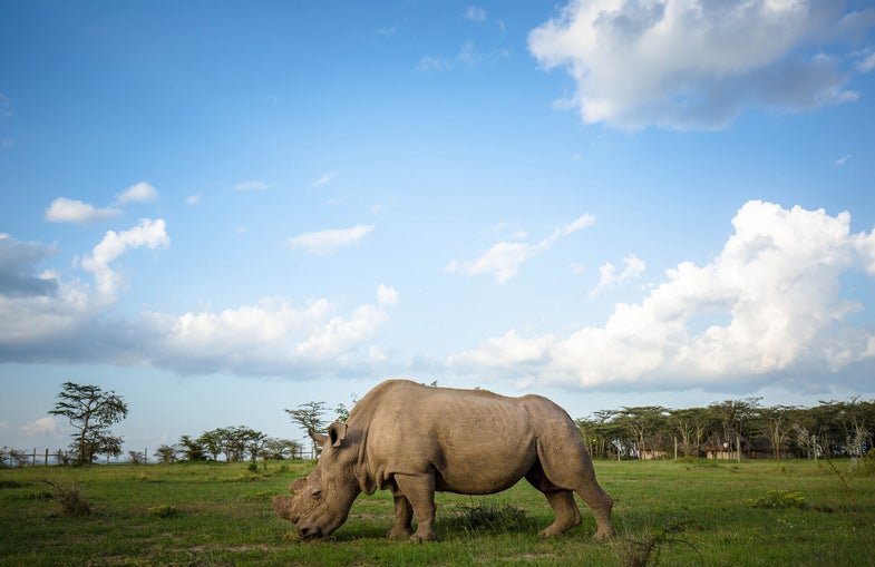 sudan, northern white rhinosceros, kenya, 2015