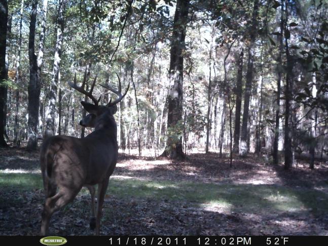 This picture was taken at noon on a Friday, while me and my dad were at a football game. We got to the camp late after the game and the next morning went out to hunt where the picture was taken and didn't see a single deer. My dad got the SD card from the camera and showed me the picture of the buck. We never saw him again and noone that we know of has killed or seen him since.