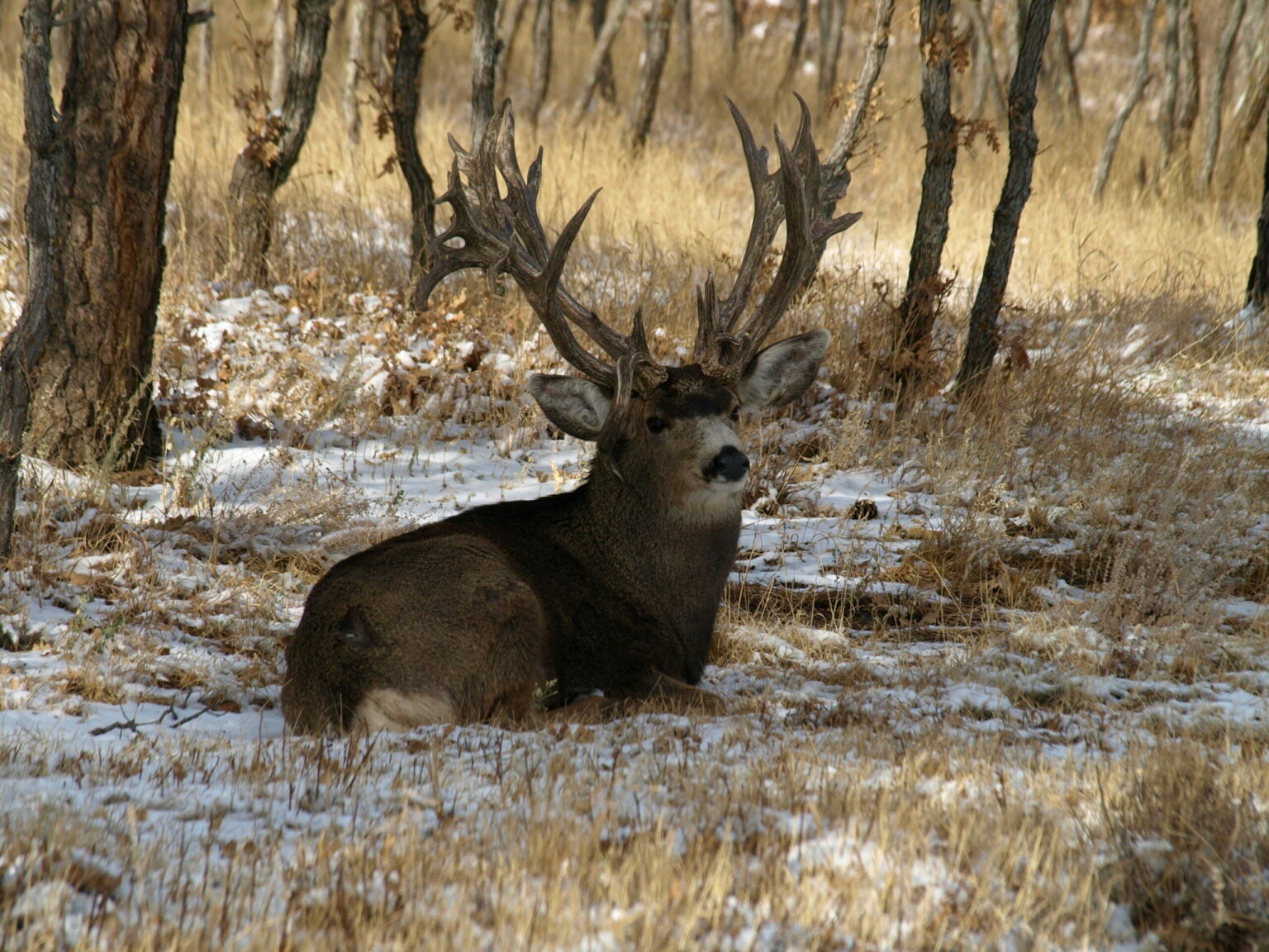 F&S Exclusive: Highest Scoring Mule Deer Shed of All Time Found in ...