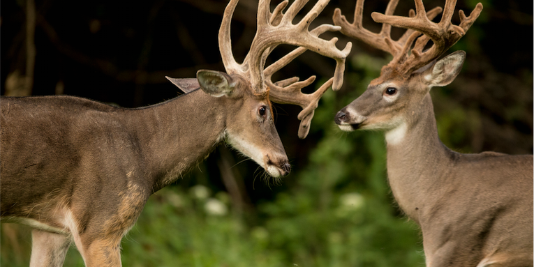 Early-Season Bowhunting: Target the Bully Buck