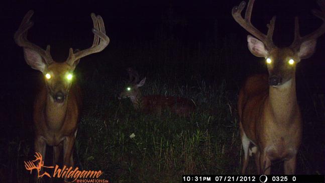 Testing my first flash cam and I would have to say after seeing this photo that flash cams don't bother deer.