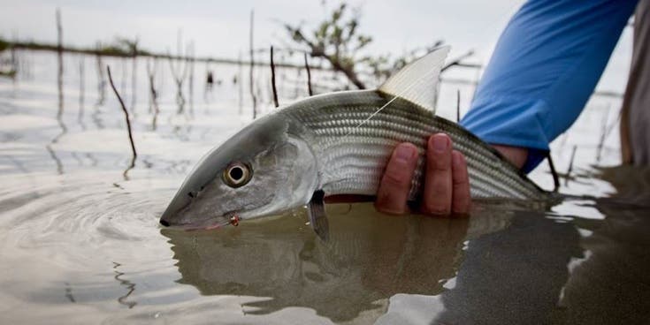 Fly Fishing Cuba: Orvis Now Offering Charters