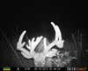 Got pictures of this oddity going in and out of the soybean field one evening. When coming out of the field the trail camera caught his attention and we got several great pictures as he walked up to it.