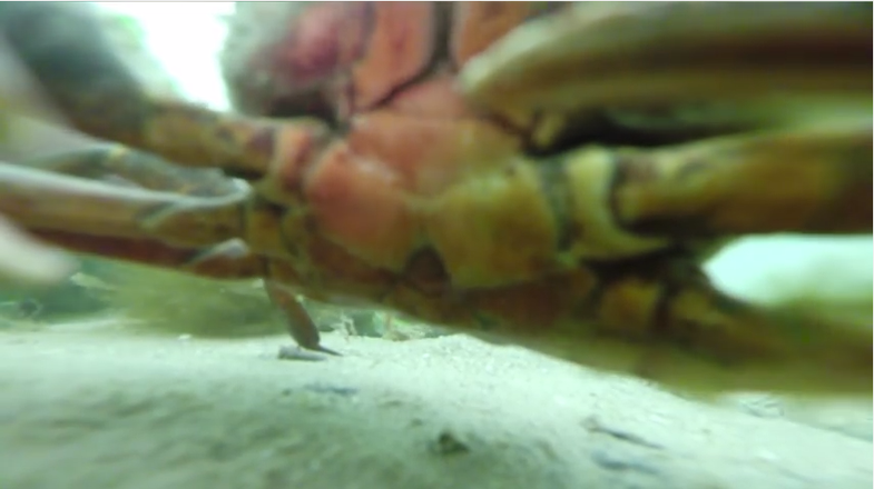 crab gopro footage still