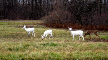 Rare New York White Deer Could Lose Home