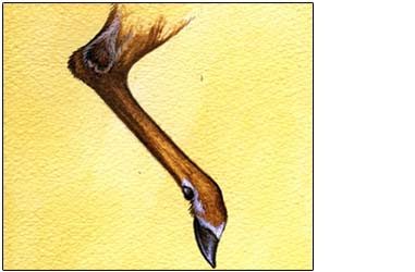 Gland Management<br />
How to collect and use tarsals for better deer hunting<br />
By Jeff Murray Some commercial scents claim to contain or approximate the real thing. A whitetail's tarsal or "hock-¿ gland <em>is</em> the real thing, and it can be especially effective for that reason. But you won't find any hanging from display racks alongside the hottest bottled scents. Getting your (gloved) hands on tarsals and keeping them potent requires a little extra work. Here are the basics: Cut Them Out<br />
Collect tarsal glands from fresh deer kills whenever you can. Tell your buddies you want the hocks of the deer they harvest (assuming they don't); stop by deer check stations; sign up at your police station to help recover roadkills. Wear rubber gloves and use a sharp knife to carve out the dark tufts located at the elbow of the deer's back legs, leaving the skin on. Gather mostly doe glands but also a few from bucks. Bag and Freeze<br />
Store tarsal glands in a freezer until you need them. Vacuum-packing is the best way to avoid freezer burn and extend their serviceability. Otherwise, put the glands in a double layer of sealable plastic bags and squeeze out as much air as possible. During the season, thaw and store them in a refrigerator between daily hunts or back in the freezer for longer periods. Kept correctly, each gland will give you about two weeks of good use.