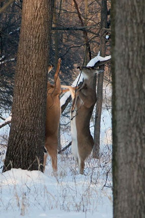 While driving thru my backyard one afternoon this winter, two doe got up and started duking it out, not once, but twice. It was great to see. I've lived there over six years and this is the first time I've come upon a scene like this!