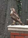 I was doing some work on the Winthrop Campus in Rock Hill S.C. and just happend to see this fella sitting on a brick column. The column was a walkway from the street to the campus and the hawk acted as if we were not there.
