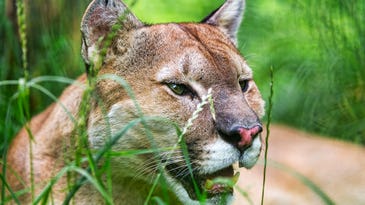 Study: Mountain Lions Are Eating Large Number of Pets
