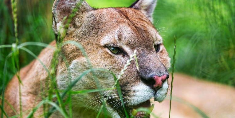 Study: Mountain Lions Are Eating Large Number of Pets
