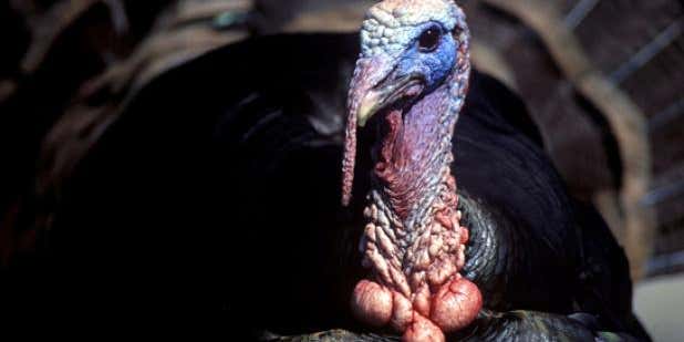 Turkey Hunting: How Close is Too Close?