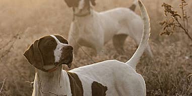 Bird Dogs Hunting: 31 Great Shots from Photographer Bill Buckley