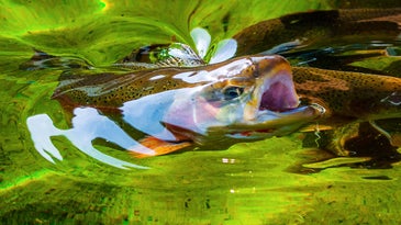 California Could Lose Three-Fourths of Its Salmonids in the Next 100 Years