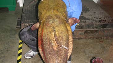 Caledonia, Mississippi Angler Catches (and Releases) State Record Flathead Catfish