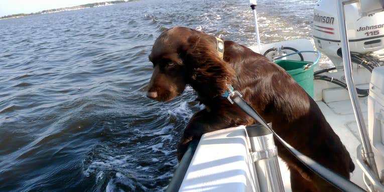 Does Your Hunting Dog Fish?