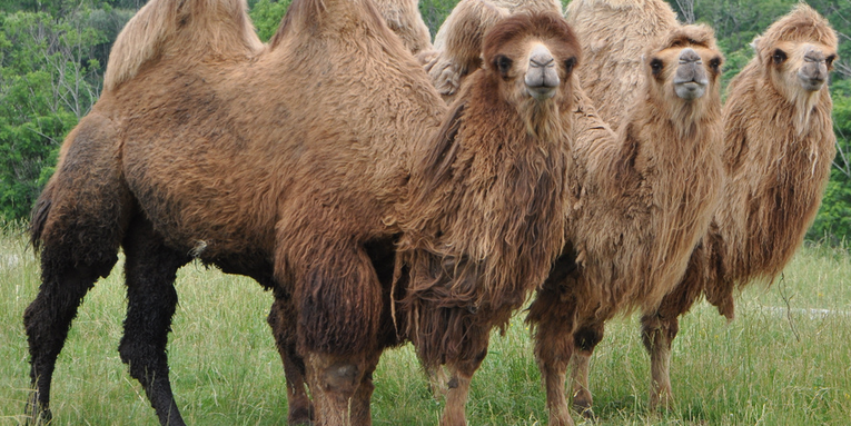 Would You Eat Camel Hump?