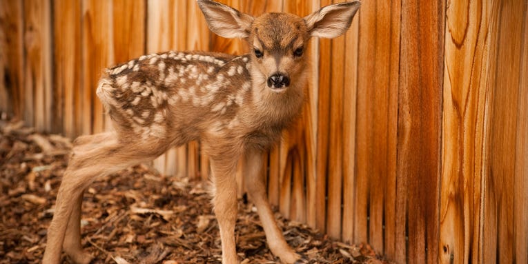 Muley Fawns Too Cute for Field & Stream?