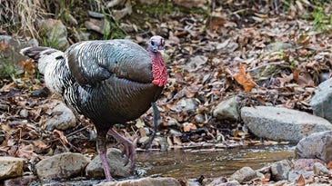 How to Kill Gobblers in Strong Winds