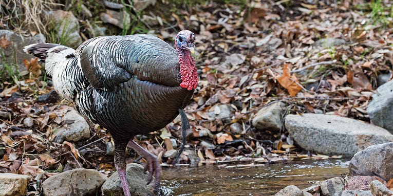 How to Kill Gobblers in Strong Winds