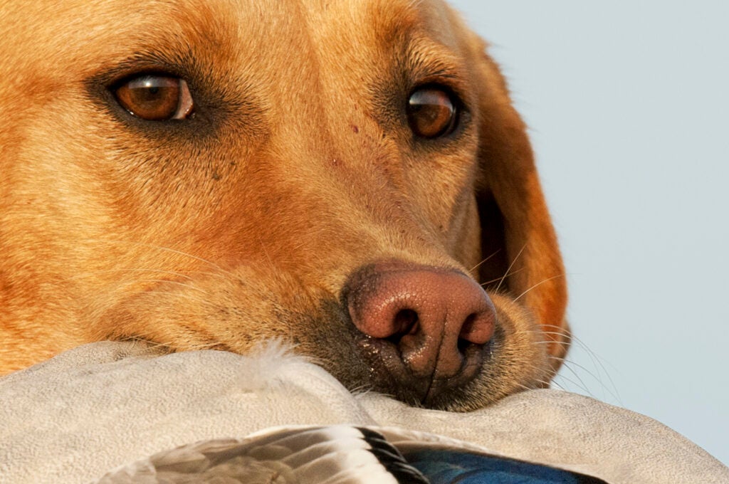 "This is one of the few times Annie May was looking into the camera instead of up in the sky for birds," says photographer Bill Buckley of his 3-year-old yellow Lab. "She is obsessive about duck hunting." The pair hunted the Canadian border in late October, and a cold front bringing 20-degree weather also pushed lots of snow geese and ducks their way. Annie May retrieved their limit of snow geese early in the day, and a few ducks as well. "She had this mallard in her mouth and was so proud, she didn't want to let it go."<br />
<strong>Location:</strong> Saskatchewan, Canada<br />
<strong>Issue:</strong> July, 2011<br />
<em>Photo by Bill Buckley</em>