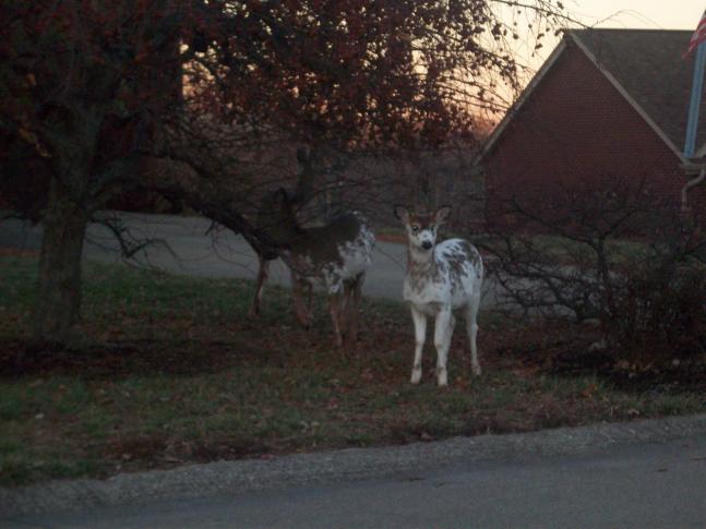 This is a picture of a White deer that was located in our neighborhood.