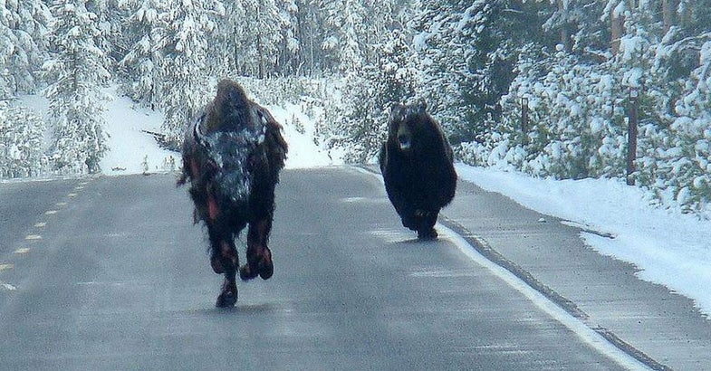 bear chases bison down road