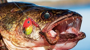 How to Catch Monster Walleyes on Hometown Waters