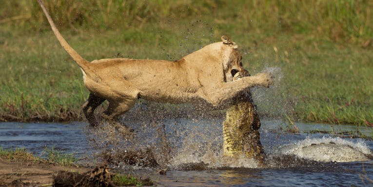 Lion vs. Crocodile: 2 Top Predators Battle It Out in Botswana
