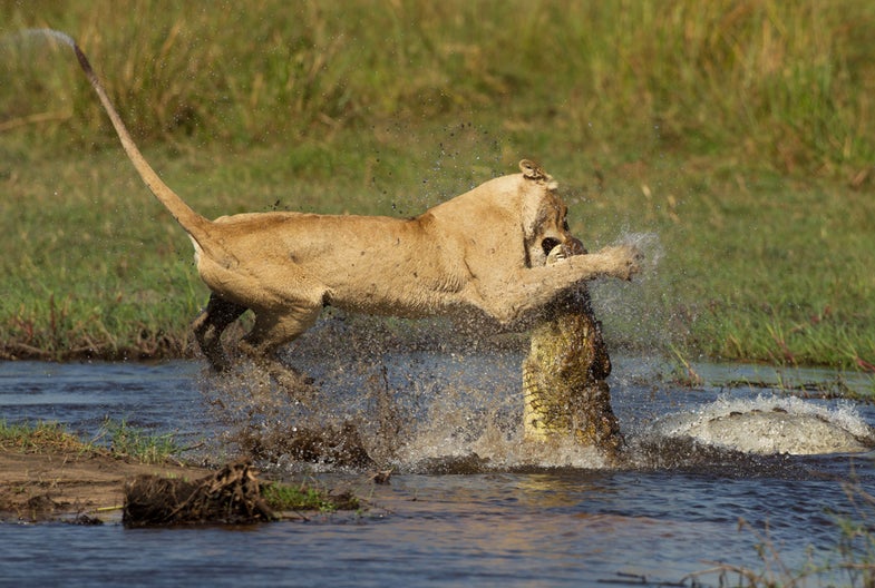 A crocodile blocking a river crossing at the Okavango Delta in Botswana was no match for a lioness protecting her pride. Photographer <a href="http://www.nature-photography.be/">Pia Dierickx</a> managed to capture photos of the lioness grappling with the crocodile so the rest of the pride could cross the river. "The sequence of six pictures of the real action were taken in one second," <a href="http://www.dailymail.co.uk/news/article-2178290/Motherly-pride-Brave-lioness-takes-deadly-crocodile-allow-cubs-cross-river-safety.html?ICO=most_read_module">Dierickx told the Daily Mail</a>. "Luckily for the lioness the crocodile did not have an opportunity to do the death roll because her mouth was kept closed between the front legs of the lioness." Click through this photo series and see how the battle plays out.