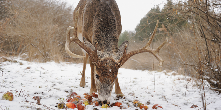 Find a Second Food Source for Late-Season Bucks