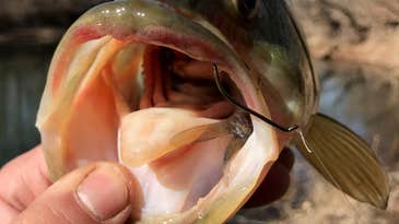 What The Location Of A Hook In A Bass’s Mouth Can Tell You