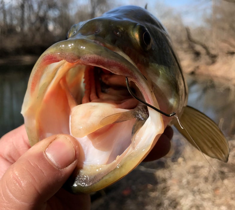 What The Location Of A Hook In A Bass's Mouth Can Tell You