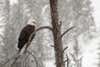 an american bald eagle on a branch in the snow