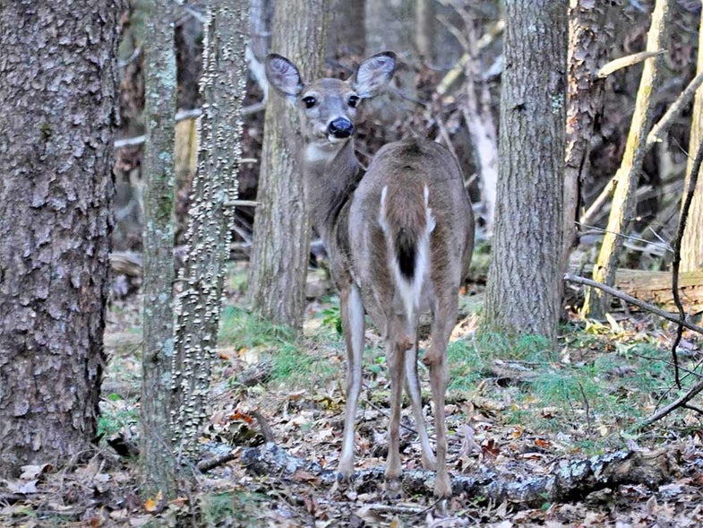 whitetail deer, woods, tennessee