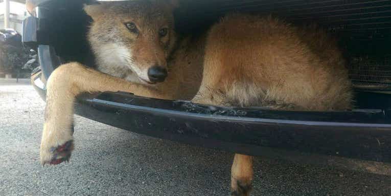 Coyote Carried Six Miles Wedged in the Grill of SUV