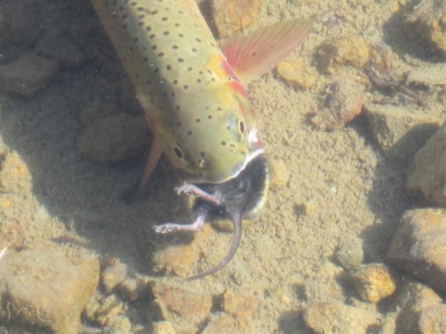I was fishing in a high alpine lake in Colorado and after a successful day, was leaving when I spotted a fish swimming near the shore line. After closer inspection I saw that he had a mouse in his mouth. I had heard that some fish will occasionally eat small rodents but this was the first time seeing it up close and personal.