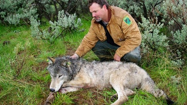 Oregon Proposes Delisting Wolves as Endangered Species