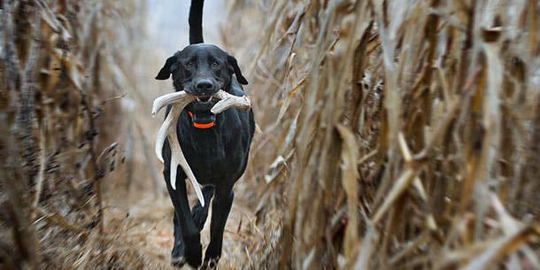 Train Your Bird Dog How to Find Sheds