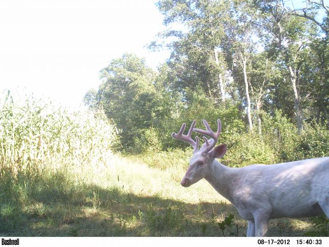 Afternoon picture of a nice albino buck from our area who is the offspring of an even bigger buck!